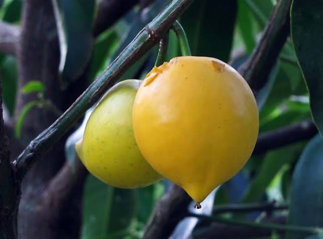 KUKKUM FRUIT (1 kg)